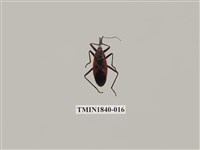 藏品(菲律賓產昆蟲)的圖片